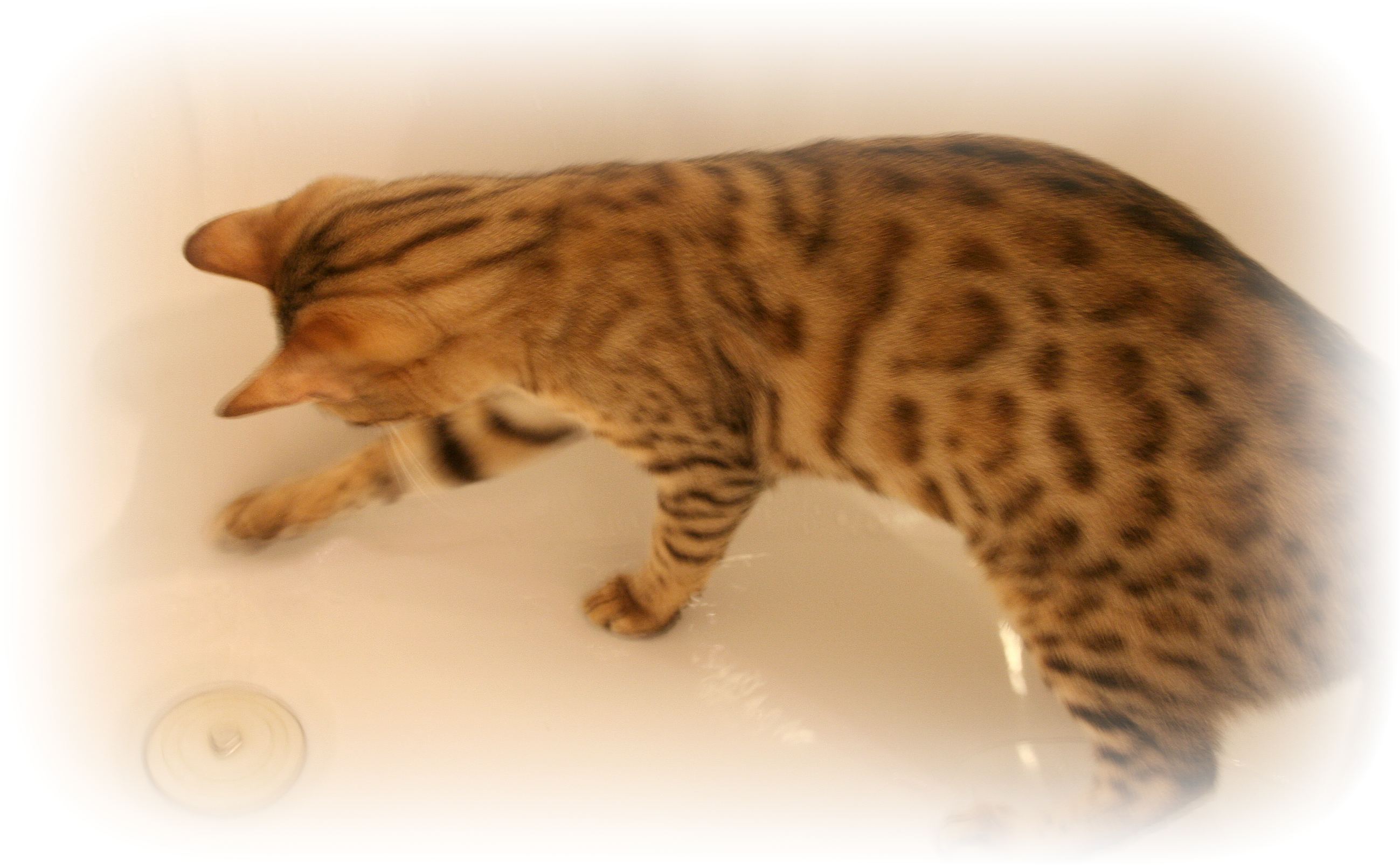Bengal kittens for sale